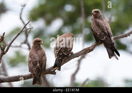 Yellow-kite (Milvus parasitus) et milan noir (Milvus migrans), zone de concession Khwai, Okavango Delta, Botswana, Africa Banque D'Images