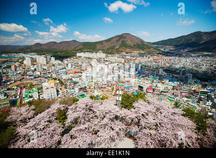 Spring cherry blossom festival, Jinhei, Corée du Sud, Asie Banque D'Images