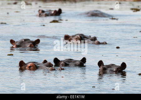 Hippopotame (Hippopotamus amphibius), zone de concession Khwai, Okavango Delta, Botswana, Africa Banque D'Images