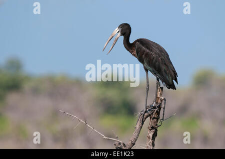 African openbill Anastomus lamelligerus), (zone de concession Khwai, Okavango Delta, Botswana, Africa Banque D'Images