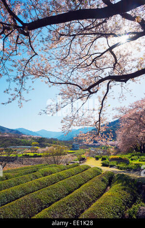 Fleur de printemps et des plantations de thé, le Parc National de Jirisan, Gyeongsangnam-do, Corée du Sud, Asie Banque D'Images