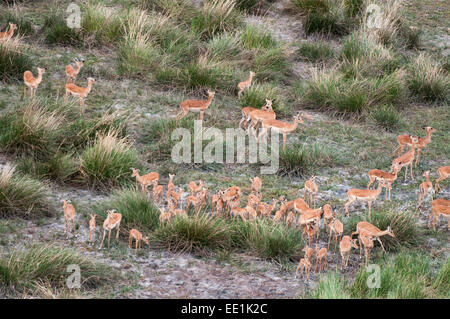 Vue aérienne de l'Impala (Aepyceros melampus) troupeau, Botswana, Africa Banque D'Images