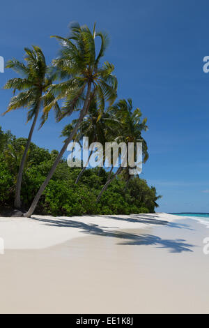 Palmiers sur une belle plage déserte sur une île dans le Nord de l'Atoll Huvadhu, Maldives, océan Indien, Asie Banque D'Images