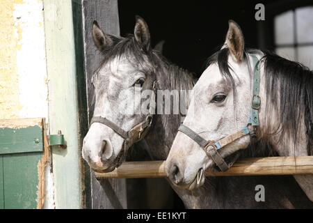 Les chevaux arabes en plus stable à la porte de la grange.. Courses de chevaux pur-sang de Nice dans la grange scène rurale Banque D'Images