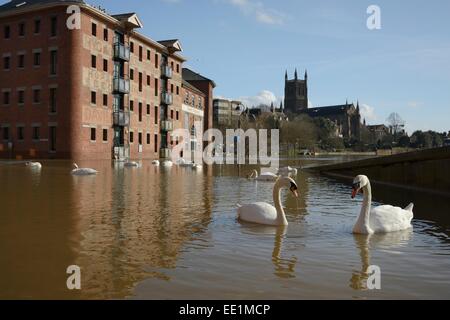 Le Cygne tuberculé (Cygnus olor), Worcester, Worcestershire, Angleterre, Royaume-Uni Banque D'Images