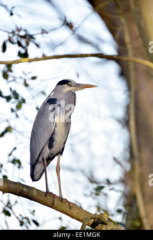 Un jeune Heron perché sur une branche sur à la recherche d'un ruisseau à Ferry Meadows Country Park, Peterborough, Cambridgeshire. Banque D'Images