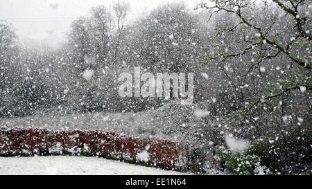 Flocons de neige tombant dans un pays jardin avec une haie de hêtre sur le bord de la campagne en hiver dans l'ouest du pays de Galles Galles Carmarthenshire UK KATHY DEWITT Banque D'Images