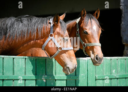 Poulains pur-sang de Nice dans l'étable. Les chevaux de race pure à la recherche sur la porte de la grange dans les terres agricoles de l'heure d'été scène rurale Banque D'Images