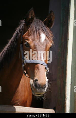 Poulain pur-sang Nice dans l'écurie. Cheval de race pure à la recherche sur la porte de la grange dans les terres agricoles de l'heure d'été scène rurale Banque D'Images