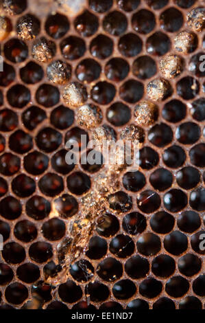 La fausse teigne dommages sur le bâti de la couvée dans une ruche d'abeilles Banque D'Images