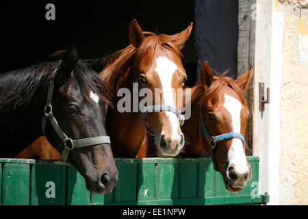 Poulains pur-sang de Nice dans l'étable. Les chevaux de race pure à la recherche sur la porte de la grange dans les terres agricoles de l'heure d'été scène rurale Banque D'Images