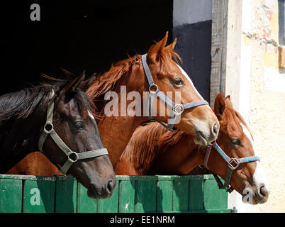 Poulains pur-sang de Nice dans l'étable. Les chevaux de race pure à la recherche sur la porte de la grange dans les terres agricoles de l'heure d'été scène rurale Banque D'Images