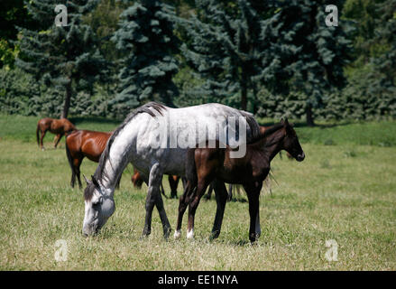 Jument pur-sang et son poulain dans les pâturages. Mare de pur-sang et son poulain dans les pâturages de l'allaitement Banque D'Images