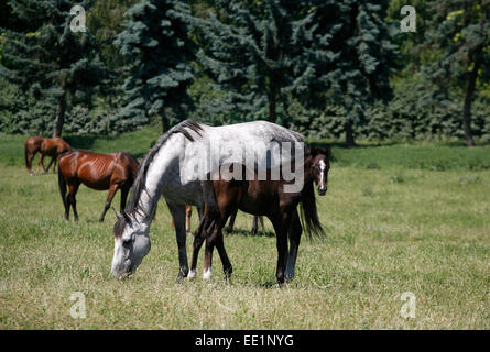 Jument pur-sang et son poulain dans les pâturages. Mare de pur-sang et son poulain dans les pâturages de l'allaitement Banque D'Images