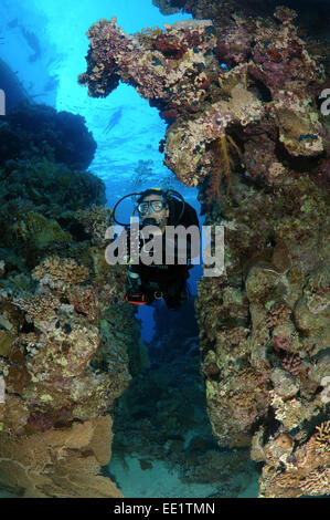 Diver se penche sur les récifs coralliens, Red Sea, Egypt, Africa Banque D'Images