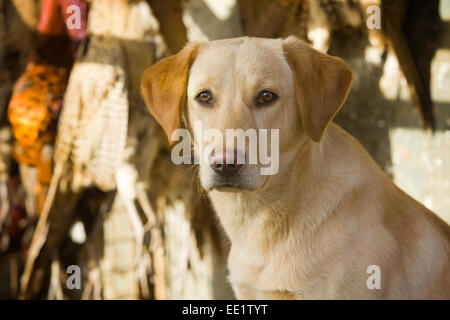 Un Labrador Retriever chien de travail assis avec faisans suspendu dans l'arrière-plan sur un tournage en Angleterre, Royaume-Uni Banque D'Images