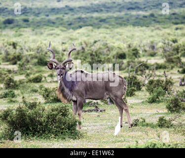 Le Kudu bull debout dans la brousse africaine sauvage. Banque D'Images