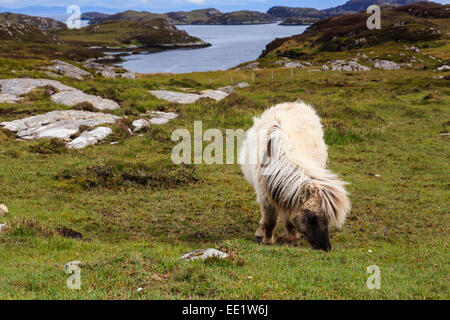 Poney sauvage sur le pâturage d'herbe par Sgioport moorland Loch, South Uist, Outer Hebrides, Western Isles, Écosse, Royaume-Uni, Angleterre Banque D'Images