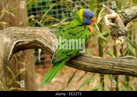 Rainbow Lorikeet en cage assis sur une branche d'une promenade à travers le boîtier. Banque D'Images