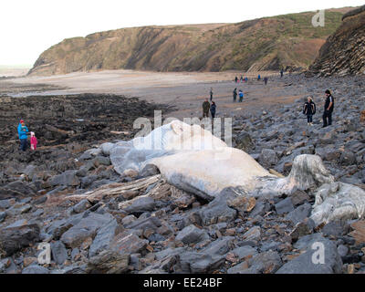 Grande demeure d'un 60-pieds de long qu'on croit être un rorqual Rorqual commun lavée à Wanson bouche plage près de Widemouth Bay, Cornwall, UK Banque D'Images