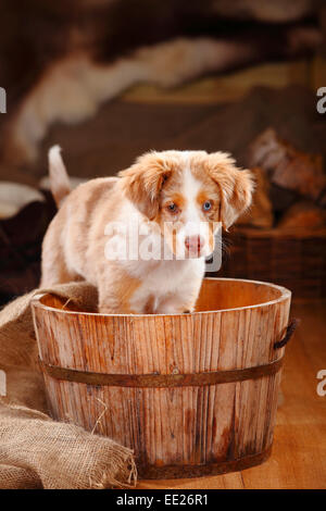 Berger Australien miniature, minet, rouge-merle, 13 semaines, odd-eyed|Berger Australien Miniature, Welpe, rouge-merle, 13 semaines, Banque D'Images