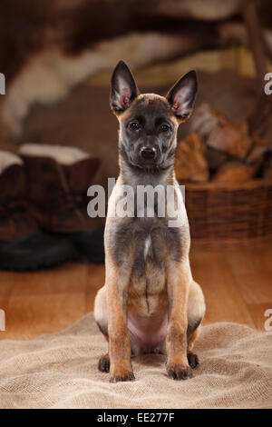 Belgian Malinois, chiot, 3 mois|Malinois, Welpe, 3 Monate Banque D'Images