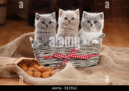 British Shorthair Chat, chatons, 8 semaines|Britisch Kurzhaar, Kaetzchen, 8 Wochen Banque D'Images