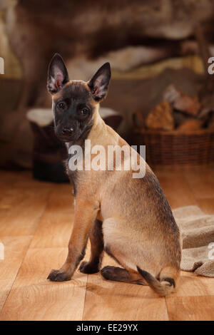 Belgian Malinois, chiot, 3 mois|Malinois, Welpe, 3 Monate Banque D'Images