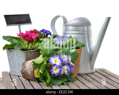 Pensées en pot métal et arrosoir sur fond blanc Banque D'Images