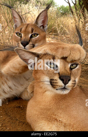 Carcals en Namibie Banque D'Images