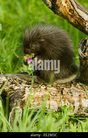 Les jeunes Porcupine commun (Erethizon dorsatum) assis sur un journal, mâchonnant sur un pourpre dans un pré de fleurs sauvages. Banque D'Images