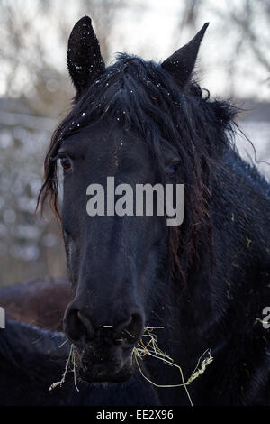 Cheval frison Banque D'Images