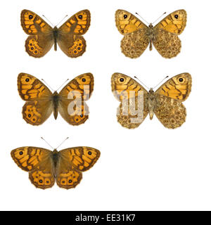 - Lasiommata megera Wall Brown - mâle (rangée du haut) - femelle (rangée du milieu) - femmes dans les poser (rangée du bas). Banque D'Images