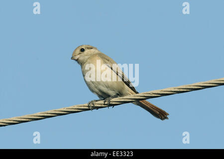 - Lanius isabellinus Isabelline Shrike - ssp. isabellinus, 1 Banque D'Images