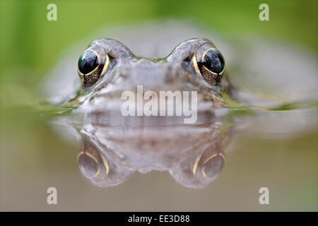 (Europe) (Brown) [la grenouille Rana temporaria], Grassfrosch, Allemagne Banque D'Images