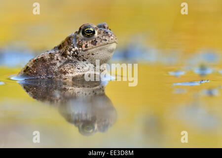 Crapaud calamite ([Epidalea calamita), anciennement : Bufo calamita], Kreuzkröte, Allemagne Banque D'Images