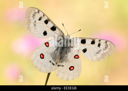 Mountain [Apollo Parnassius apollo] apollofalter allemagne Banque D'Images