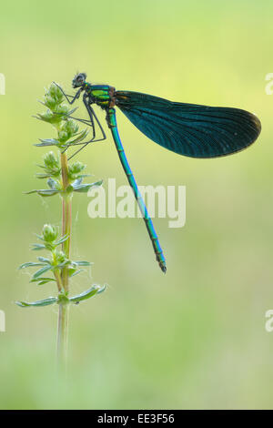 Belle demoiselle [Calopteryx virgo], Blaufluegel-Prachtlibelle, Allemagne Banque D'Images