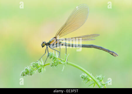 Belle demoiselle [Calopteryx virgo], Blaufluegel-Prachtlibelle, Allemagne Banque D'Images