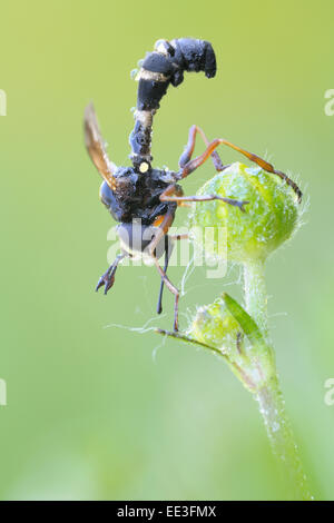 Voler à tête épaisse, Dickkopffliege Physocephala rufipes, Allemagne Banque D'Images