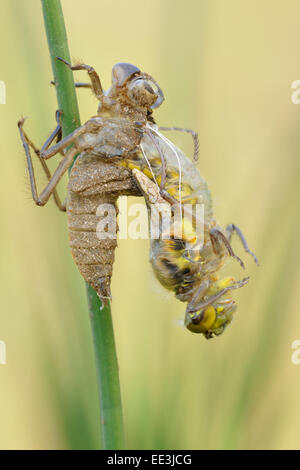 Black-tailed skimmer [Orthetrum cancellatum], Grosser Blaupfeil, Allemagne Banque D'Images