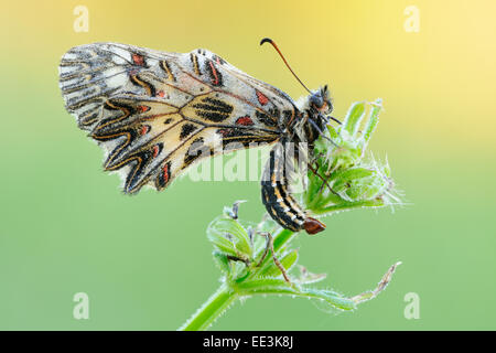 Osterluzeifalter en guirlande, sud (papillon) [Zerynthia polyxena], Autriche Banque D'Images