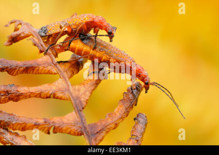 Soldat rouge commun [Rhagonycha fulva] Banque D'Images