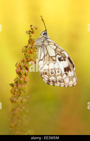 Schachbrettfalter, western marbled white [Melanargia occitanica] [butterfly], Allemagne Banque D'Images