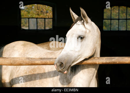 Jeune arabe le lin gris porte stable. Pure race magnifique cheval arabe gris debout dans la porte de la grange. Banque D'Images