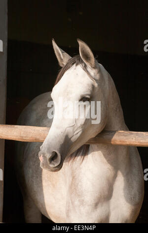 Le jeune en gris arabe porte stable. Pure race magnifique cheval arabe gris debout dans la porte de la grange. Banque D'Images