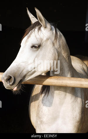 Belle jument pur-sang à plus d'porte. Pure race magnifique cheval arabe gris debout dans la porte de la grange. Banque D'Images