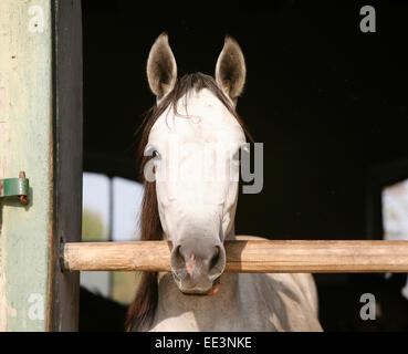 Pure race magnifique cheval arabe gris debout dans la porte de la grange. Portrait d'un cheval arabe pur-sang Banque D'Images