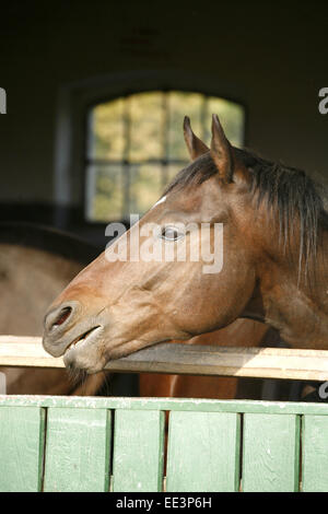 Close-up d'un jeune chestnut bay. Les jeunes chevaux pur-sang debout dans la cage de scène rurale. Head shot d'une belle mare Banque D'Images