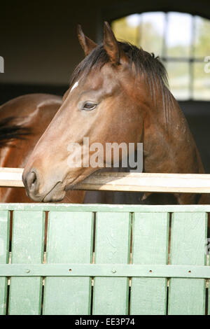 Close-up d'un jeune chestnut bay. Les jeunes chevaux pur-sang debout dans la cage de scène rurale. Head shot d'une belle mare Banque D'Images